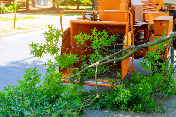 How Our Tree Care Process Works  in  Bay City, MI