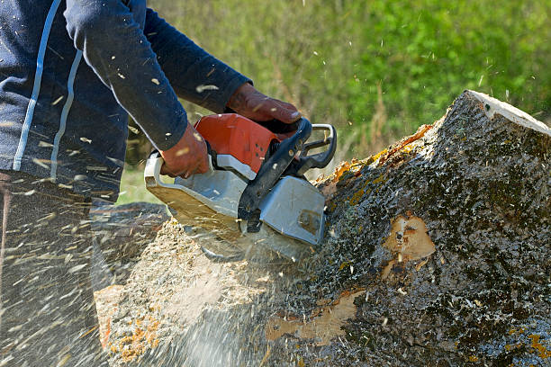 Best Palm Tree Trimming  in Bay City, MI